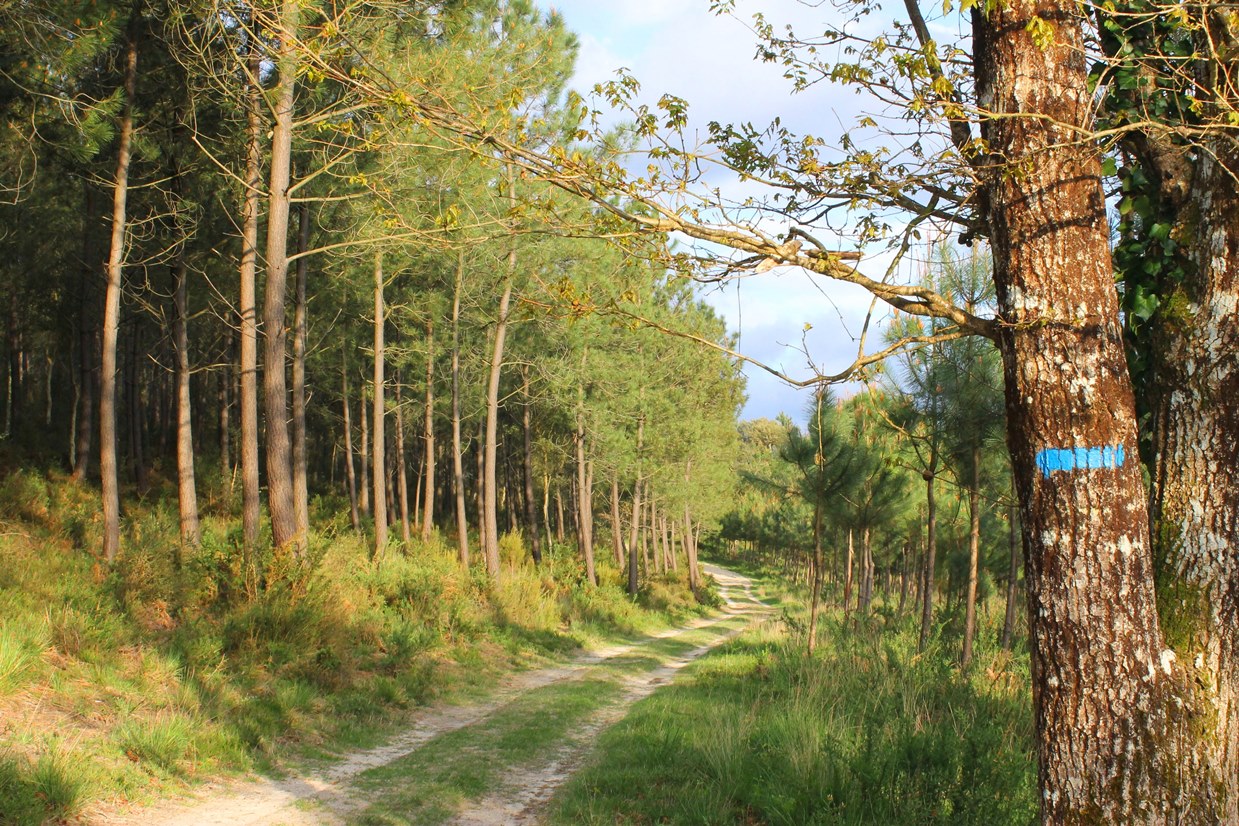 Forêt Landaise